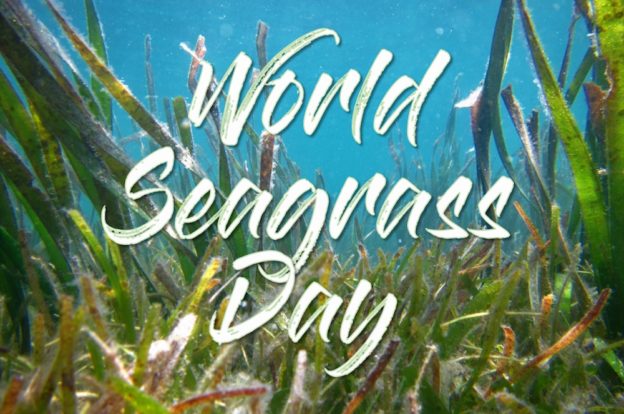 World Seagrass Day World Seagrass Association   WSD1 624x414 